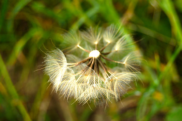 Image showing Dandelion blowing seeds