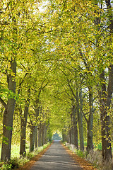 Image showing autumn forest