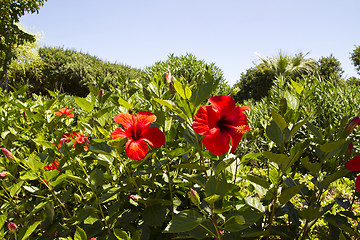 Image showing Red hibiscus flowers