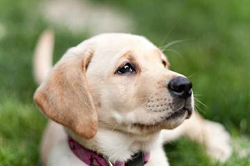 Image showing Cute Yellow Lab Puppy