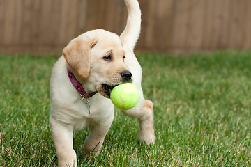 Image showing Yellow Lab Puppy Playing with a Tennis Ball