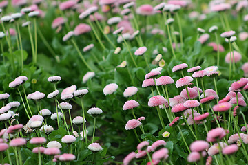 Image showing Decorative wild flowers