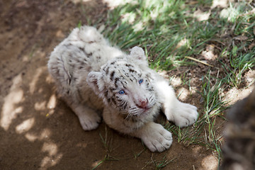 Image showing baby white tiger 33 days old