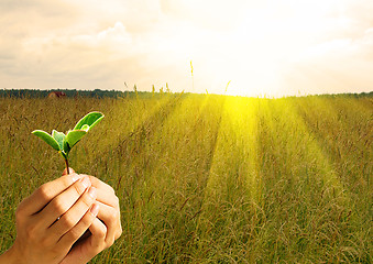 Image showing plant in hand