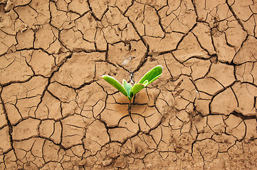 Image showing Plant in dried cracked mud