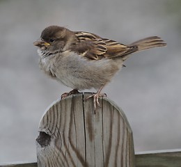 Image showing Sparrow