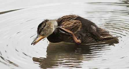 Image showing Duck