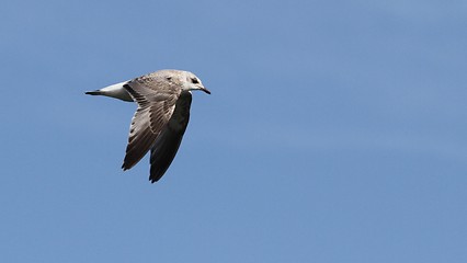 Image showing Flying gull