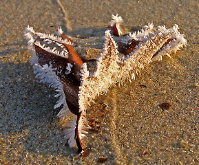 Image showing Frozen leaf on the beach