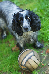 Image showing spaniel look at camera 