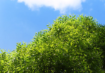 Image showing green tree on a blue sky background