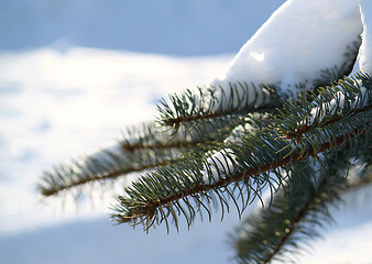 Image showing winter branch of pine