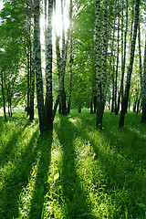 Image showing birch trees and sun