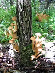 Image showing honey mushrooms growing at tree