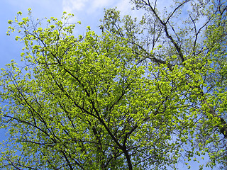 Image showing blue sky and trees