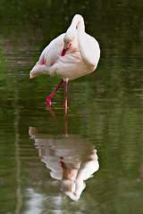 Image showing Flamingo