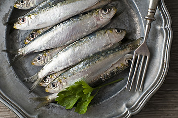 Image showing Sardines