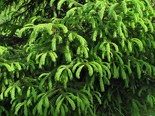 Image showing fur tree branches with young runaways