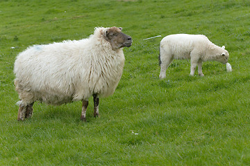 Image showing Irish sheep