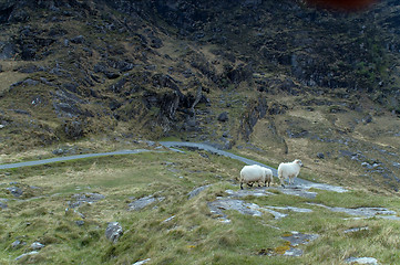 Image showing Sheep at Gap of Dunloe