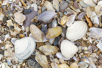 Image showing Shells