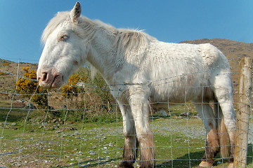 Image showing White horse