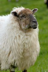 Image showing Irish sheep