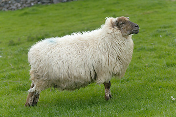 Image showing Irish sheep