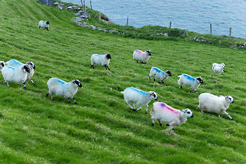 Image showing Irish sheep