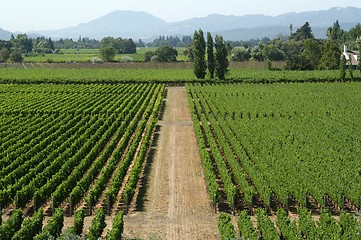 Image showing Vineyard