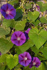 Image showing Morning glory (convolvulus sp. Ipomoea)