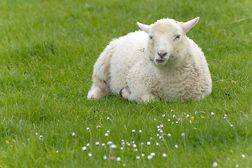 Image showing Irish sheep