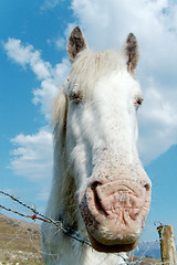 Image showing White horse