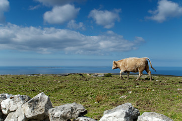 Image showing Lonesom cow