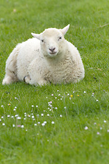 Image showing Irish sheep