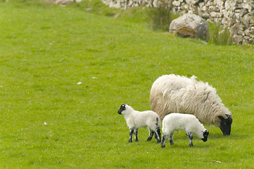 Image showing Irish sheep