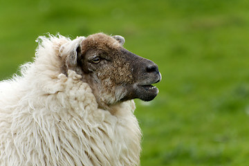 Image showing Irish sheep