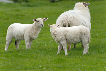Image showing Irish sheep