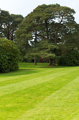 Image showing Lawn with trees