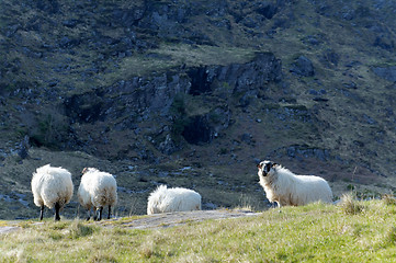 Image showing Sheep at Gap of Dunloe