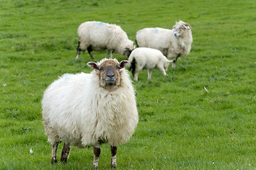 Image showing Irish sheep