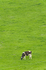 Image showing Cow grazing