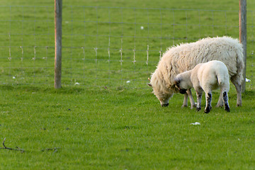 Image showing Irish sheep