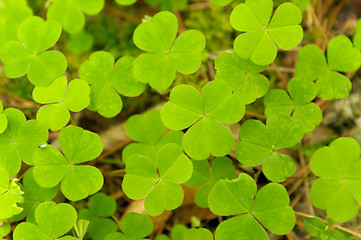 Image showing Shamrocks