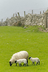 Image showing Irish sheep