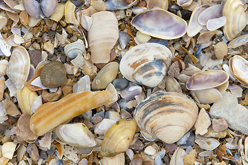 Image showing Shells