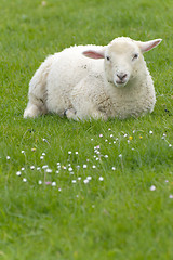 Image showing Irish sheep