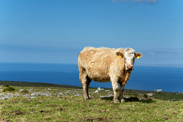 Image showing Lonesom cow