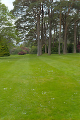 Image showing Lawn with trees