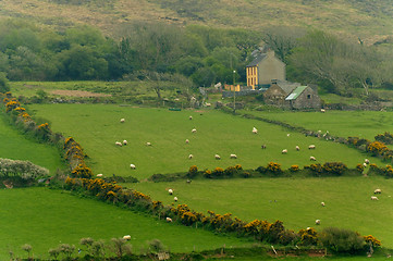 Image showing Irish countryside